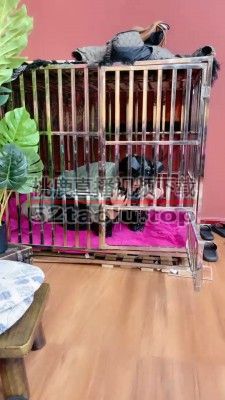 【小祖宗】圈养闺蜜辱骂羞辱 bf20191