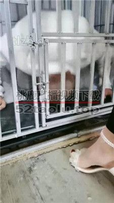 【大美】狗笼圈养-喂食晨尿泡面 JS231127-15