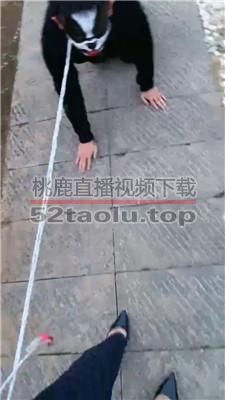 【川隐】白领S下班驯化奴隶狗 JS240319-4