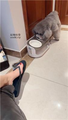 【沅芷大人】脏夹拖碾压踩狗头 JS250124-16