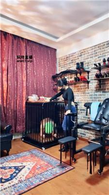 【冷颜】狗笼囚禁绿帽奴 JS250318-10