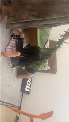 【饭饭】重度sp专场 JS250504-26